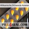 African Black Ant cialis1